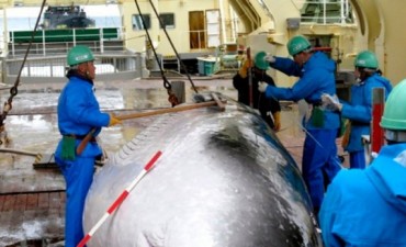 La Haya ordenó a Japón que suspenda la caza de ballenas