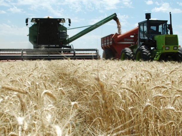 La Sociedad Rural criticó la decisión de liberar más trigo