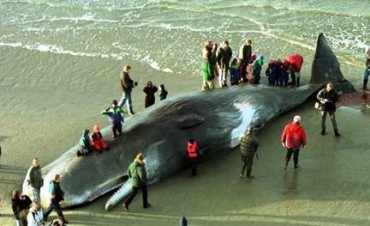 Hallan muerta a una ballena con 20 kilos de plástico en el estómago